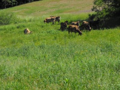 cows grazing a field